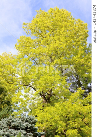 北海道紀行　　　6月の真鍋庭園　　　春の真鍋庭園 142443874