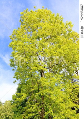 北海道紀行 6月の真鍋庭園 春の真鍋庭園 北海道紀行 6月の真鍋庭園 春の真鍋庭園 142443887