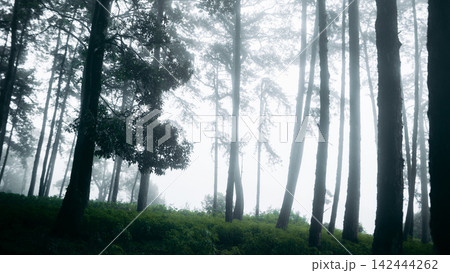 Mysterious pine forest landscape enveloped in thick morning fog. Mysterious pine forest landscape enveloped in thick morning fog. 142444262