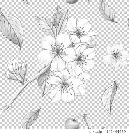 Seamless cherry blossom pattern with flowers, leaves, buds, and cherries. Hand-drawn pencil sketch for textile design, packaging, stationery, and organic cosmetics. Botanical illustration on white Seamless cherry blossom pattern with flowers, leaves, buds, and cherries. Hand-drawn pencil sketch for textile design, packaging, stationery, and organic cosmetics. Botanical illustration on white 142444489