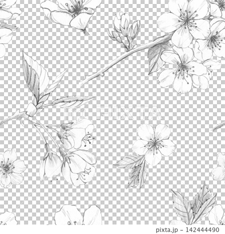 Seamless cherry blossom pattern on white background. Hand-drawn pencil sketches for textile design, packaging, stationery, and organic cosmetics branding. Versatile botanical repeat illustration Seamless cherry blossom pattern on white background. Hand-drawn pencil sketches for textile design, packaging, stationery, and organic cosmetics branding. Versatile botanical repeat illustration 142444490