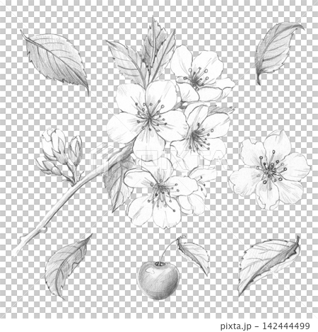 Cherry blossom set: branch, flowers, leaves, fruit. Hand-drawn botanical pencil sketch. Ideal for wedding invites, organic cosmetics packaging, and custom floral patterns. White background. 142444499