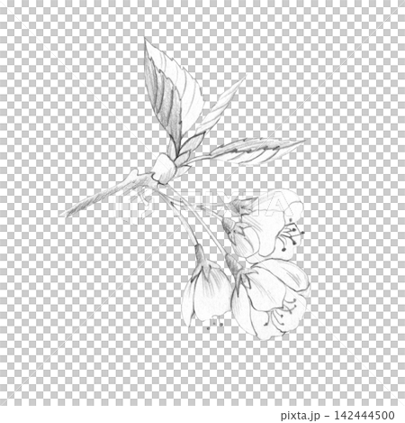 Detailed hand-drawn pencil sketch of cherry blossom branch with buds, leaves, isolated on white background. For botanical designs, organic cosmetics branding, wellness packaging and natural product Detailed hand-drawn pencil sketch of cherry blossom branch with buds, leaves, isolated on white background. For botanical designs, organic cosmetics branding, wellness packaging and natural product 142444500