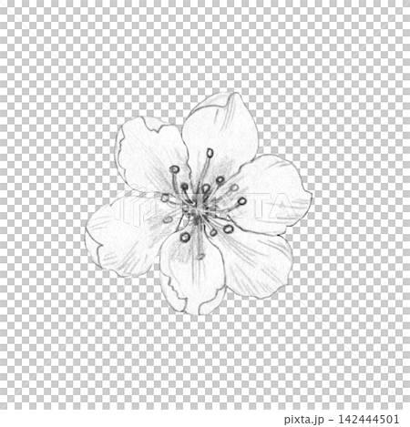 Detailed hand-drawn pencil sketch of single cherry blossom flower isolated on white background. For botanical designs, cards, and invitations, spring branding, cosmetics packaging, wellness Detailed hand-drawn pencil sketch of single cherry blossom flower isolated on white background. For botanical designs, cards, and invitations, spring branding, cosmetics packaging, wellness 142444501