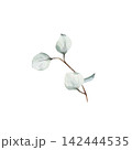 Minimalist watercolor botanical illustration small hand-drawn sage green eucalyptus sprig and brown stem, isolated on white background, for elegant wedding invitation details, floral design projects 142444535