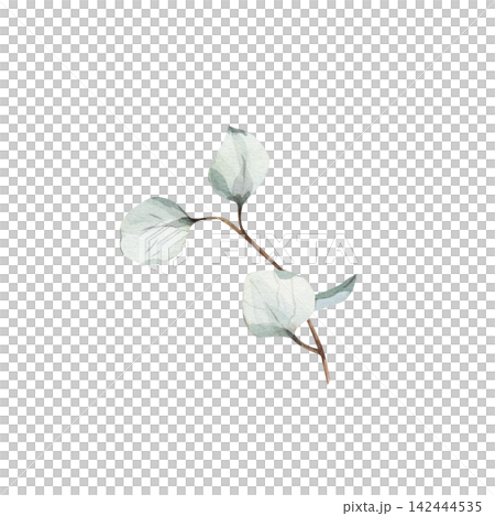 Minimalist watercolor botanical illustration small hand-drawn sage green eucalyptus sprig and brown stem, isolated on white background, for elegant wedding invitation details, floral design projects Minimalist watercolor botanical illustration small hand-drawn sage green eucalyptus sprig and brown stem, isolated on white background, for elegant wedding invitation details, floral design projects 142444535
