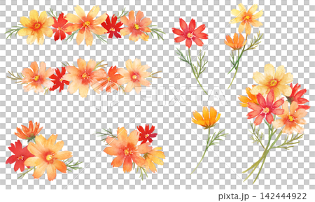 Watercolor cosmos illustration Watercolor cosmos illustration 142444922