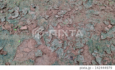 Dry Cracked Soil Surface Texture Background with Tiny Sprouts Dry Cracked Soil Surface Texture Background with Tiny Sprouts 142444979