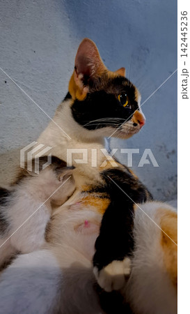 Side Profile of Calico Cat Nursing a Small Baby Kitten 142445236