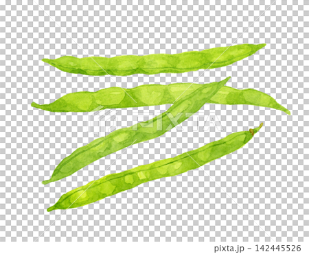 四季豆套裝 - 手繪水彩夏季蔬菜插圖 四季豆套裝 - 手繪水彩夏季蔬菜插圖 142445526