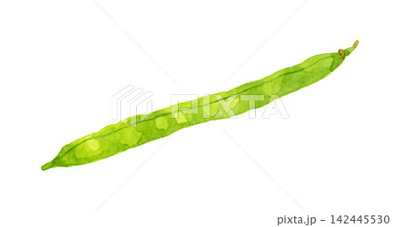 サヤインゲン(単品) 夏野菜の手描き水彩イラスト素材 サヤインゲン(単品) 夏野菜の手描き水彩イラスト素材 142445530