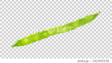 Green beans (single item) - Hand-drawn watercolor illustration of summer vegetables Green beans (single item) - Hand-drawn watercolor illustration of summer vegetables 142445530