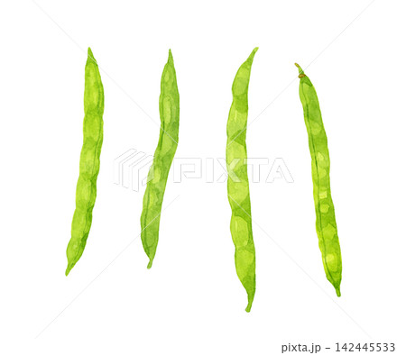 サヤインゲンのセット 夏野菜の手描き水彩イラスト素材 サヤインゲンのセット 夏野菜の手描き水彩イラスト素材 142445533