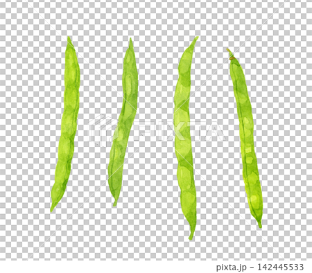 サヤインゲンのセット 夏野菜の手描き水彩イラスト素材 サヤインゲンのセット 夏野菜の手描き水彩イラスト素材 142445533