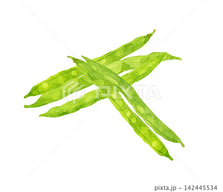 サヤインゲンのセット 夏野菜の手描き水彩イラスト素材 サヤインゲンのセット 夏野菜の手描き水彩イラスト素材 142445534