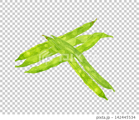 Green bean set - Hand-drawn watercolor illustration of summer vegetables Green bean set - Hand-drawn watercolor illustration of summer vegetables 142445534