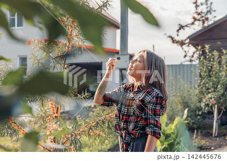 young girl picking and eating ripe sea buckthorn berries in garden during golden hour. natural organic food and countryside lifestyle. concept of healthy eating, childhood and outdoor activities young girl picking and eating ripe sea buckthorn berries in garden during golden hour. natural organic food and countryside lifestyle. concept of healthy eating, childhood and outdoor activities 142445676