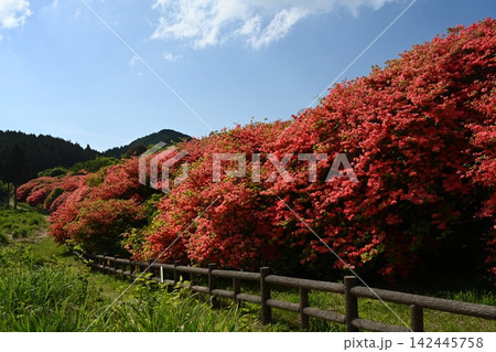 船窪つつじ公園11(徳島県吉野川市山川町) 船窪つつじ公園11(徳島県吉野川市山川町) 142445758