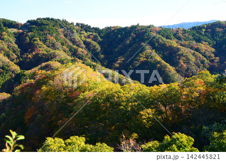 茨城県常陸太田休場 朝の光が紅葉進む里山を鮮やかに照らし出す 142445821