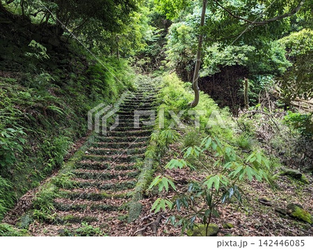 生き生きとした草木や苔に覆われて続く森の中の古い石階段 生き生きとした草木や苔に覆われて続く森の中の古い石階段 142446085