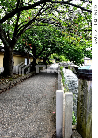 金沢市 大野庄用水と遊歩道と深緑 金沢市 大野庄用水と遊歩道と深緑 142446145
