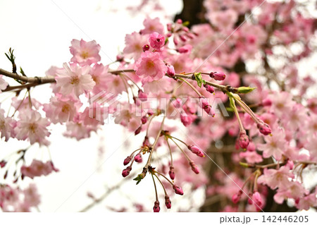 春のお花見 春のお花見 142446205