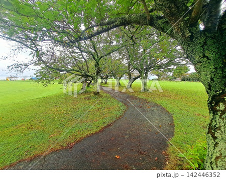 公園の小道 142446352
