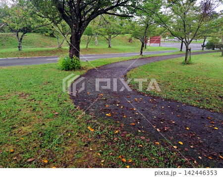 公園の散歩道 142446353