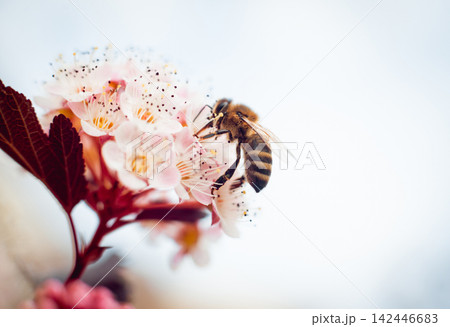 A bee on a flower A bee on a flower 142446683
