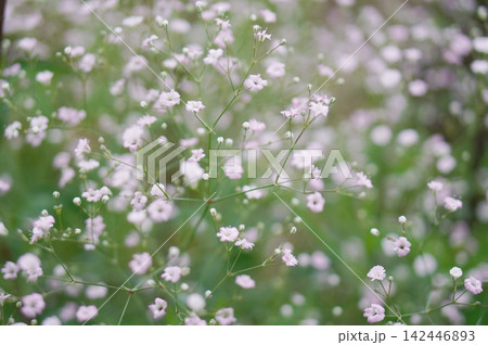かすみ草 142446893
