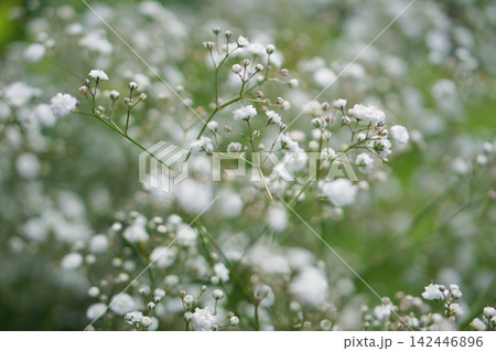 かすみ草 かすみ草 142446896