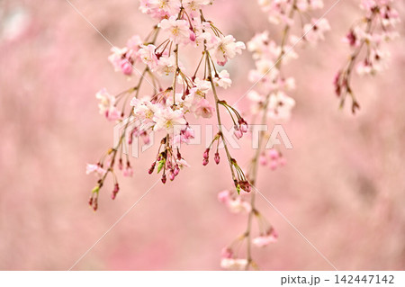 見事な枝垂れ桜 見事な枝垂れ桜 142447142