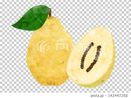 水彩畫描繪了榅桲(Quince)切片和葉子,一組水果插圖。 水彩畫描繪了榅桲(Quince)切片和葉子,一組水果插圖。 142447288