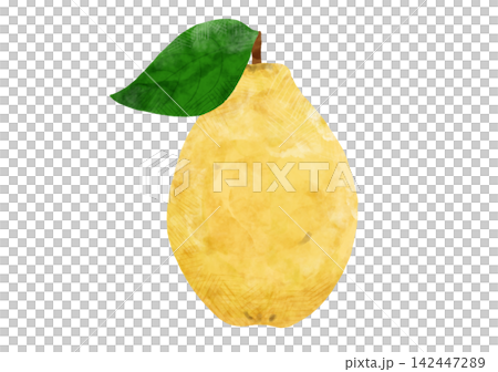 一幅描繪木瓜樹及其葉子的水彩插圖。 一幅描繪木瓜樹及其葉子的水彩插圖。 142447289