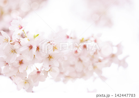 春の光に包まれる淡いピンクの桜とやわらかなボケ背景 春の光に包まれる淡いピンクの桜とやわらかなボケ背景 142447783