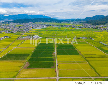 【ドローン空撮】長野県上田市・実りの時期を迎える塩田平【長野県】 【ドローン空撮】長野県上田市・実りの時期を迎える塩田平【長野県】 142447809