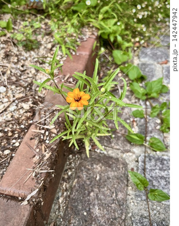 道端に咲くジニアの花 道端に咲くジニアの花 142447942