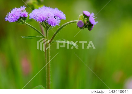 緑の背景に咲く紫色の花 142448044