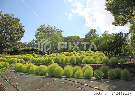 花博記念公園鶴見緑地のコキア 花博記念公園鶴見緑地のコキア 142448117