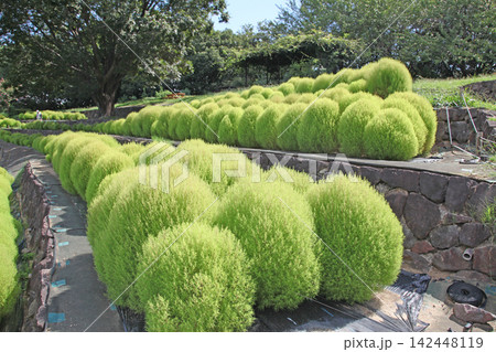 花博記念公園鶴見緑地のコキア 花博記念公園鶴見緑地のコキア 142448119