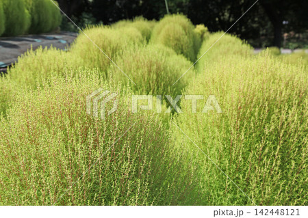 花博記念公園鶴見緑地のコキア 花博記念公園鶴見緑地のコキア 142448121