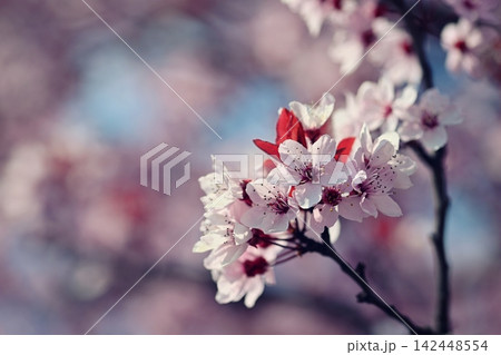 Nature Spring Flowers Blooming Pink Blossom Branch Nature Spring Flowers Blooming Pink Blossom Branch 142448554