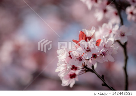 Nature Spring Flowers Blooming Pink Blossom Branch 142448555