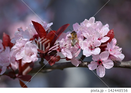 Nature Spring Flowers Blooming Pink Blossom Branch 142448556