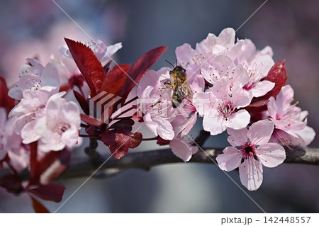 Nature Spring Flowers Blooming Pink Blossom Branch Nature Spring Flowers Blooming Pink Blossom Branch 142448557
