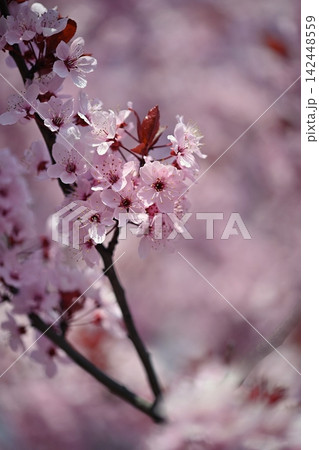 Nature Spring Flowers Blooming Pink Blossom Branch 142448559