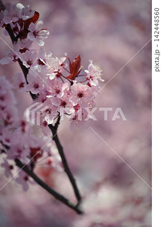 Nature Spring Flowers Blooming Pink Blossom Branch Nature Spring Flowers Blooming Pink Blossom Branch 142448560