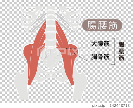 從正面觀察的人體骨骼和髂腰肌(腰大肌和髂肌)的簡單解剖圖。 從正面觀察的人體骨骼和髂腰肌(腰大肌和髂肌)的簡單解剖圖。 142448718