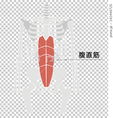 一張簡單的解剖圖,從正面視角展示了人體骨骼和腹直肌。 一張簡單的解剖圖,從正面視角展示了人體骨骼和腹直肌。 142448720