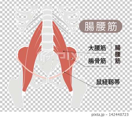 從正面觀察的人體骨骼和髂腰肌（腰大肌和髂肌）的簡單解剖圖。 142448723